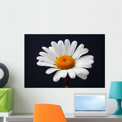 Daisy Isolated Wall Decal shown on a wall