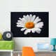 daisy isolated Wall Mural
