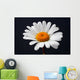 daisy isolated Wall Mural