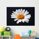 daisy isolated Wall Mural
