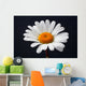 daisy isolated Wall Mural