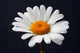 Daisy Isolated Wall Decal