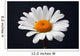 daisy isolated Wall Mural