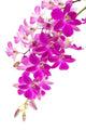 Purple Phalaenopsis Orchids up Wall Decal