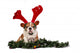 Christmas Bulldog Wall Decal