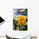 yellow double headed hibiscus Wall Mural