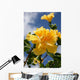 yellow double headed hibiscus Wall Mural