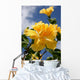 yellow double headed hibiscus Wall Mural