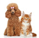 Poodle And Cat Wall Decal