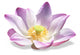 Lotus Wall Decal