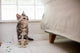 Kitten Standing Next to a Bed Wall Decal