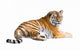 Siberian Tiger Cutout Wall Decal