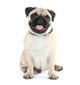 Funny Cute and Playful Wall Decal