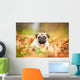 Beige pug dog lying on the leaves in autumn Wall Mural