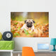 Beige pug dog lying on the leaves in autumn Wall Mural
