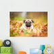 Beige pug dog lying on the leaves in autumn Wall Mural