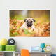 Beige pug dog lying on the leaves in autumn Wall Mural