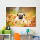 Beige pug dog lying on the leaves in autumn Wall Mural
