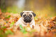Beige Pug Dog Lying On The Leaves In Autumn Wall Decal