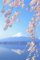 Mt. Fuji And Lake Kawaguchi Wall Decal
