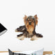 Dog with funny bang of hair Wall Mural