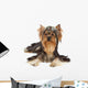 Dog with funny bang of hair Wall Mural