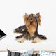 Dog with funny bang of hair Wall Mural
