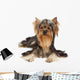 Dog with funny bang of hair Wall Mural