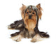 Dog With Funny Bang Of Hair Wall Decal