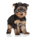 Yorkshire Terrier Puppy Wall Decal