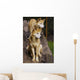 Dingo Canis Lupus Dingo Wall Decal