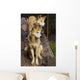 Dingo Canis Lupus Dingo Wall Decal