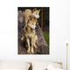 Dingo Canis Lupus Dingo Wall Decal
