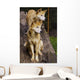 Dingo Canis Lupus Dingo Wall Decal
