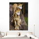 Dingo Canis Lupus Dingo Wall Decal