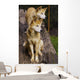 Dingo Canis Lupus Dingo Wall Decal