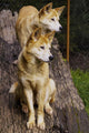 Dingo Canis Lupus Dingo Wall Decal