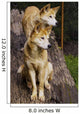 Dingo Canis Lupus Dingo Wall Decal