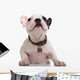 curious little french bulldog puppy looking up Wall Decal