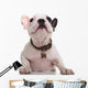 curious little french bulldog puppy looking up Wall Decal
