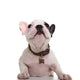 curious little french bulldog puppy looking up Wall Decal