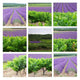 Provencal mounting Wall Mural