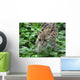 ocelot1 Wall Mural