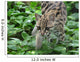 ocelot1 Wall Mural