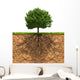 Big Green Tree with