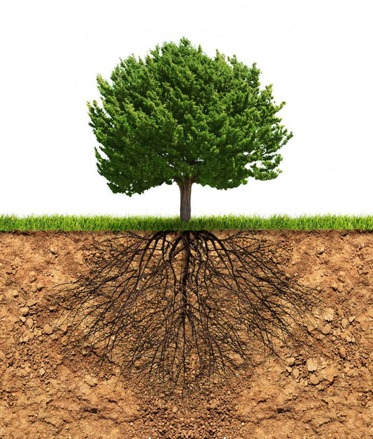 Big Green Tree with