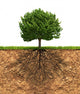 Big Green Tree with