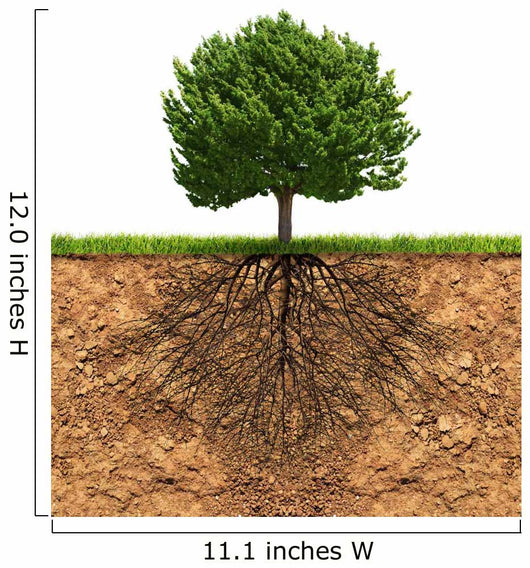 Big Green Tree with