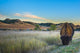 Badlands Bison Wall Mural