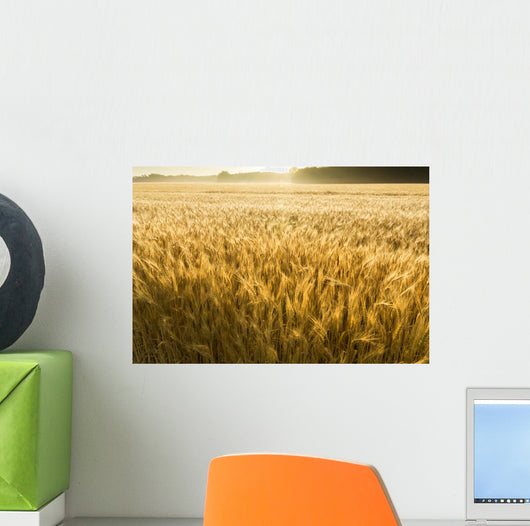 Misty Sunrise Over Golden Wheat Field in Central Kansas Wall Mural